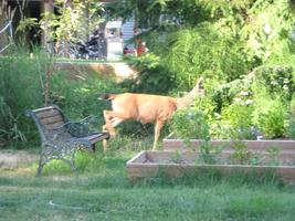 yard work 2010